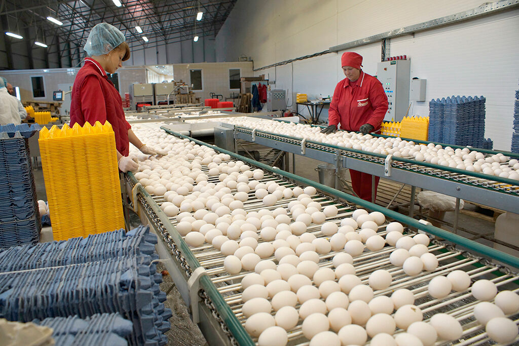 Poultry and eggs will rise in price by 10%