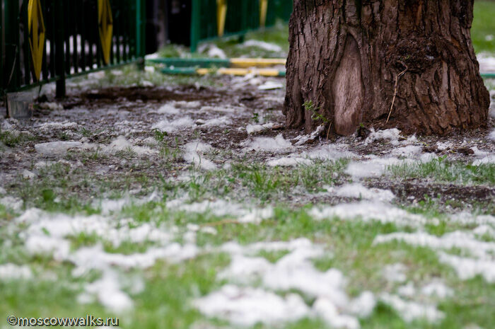 We'll suffer for a couple of years more... Poplar fluff may disappear from Moscow in 2023