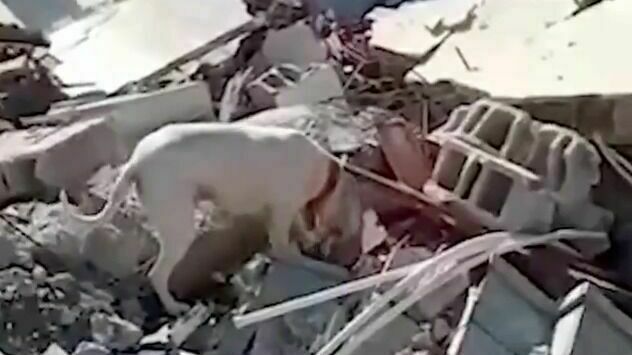 Video of the day: in Turkey, a dog brought bread to the destroyed owner's house