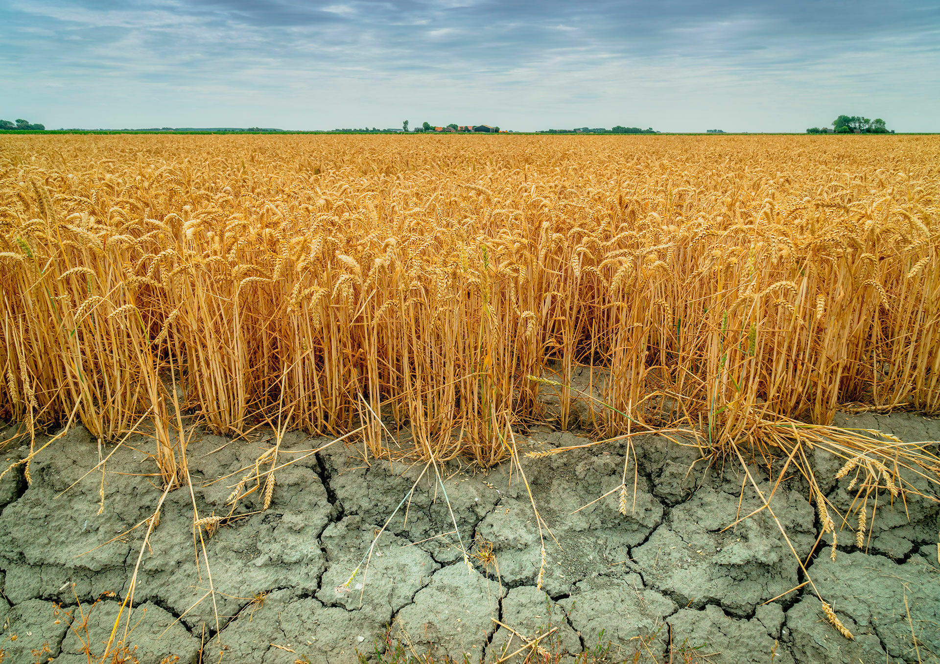 Drought dangerous for agricultural crops predicted in five regions of the Russian Federation