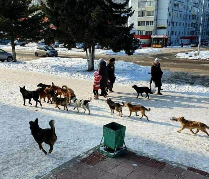 To kill and no to spare? How to solve the problem of stray dogs in Russia
