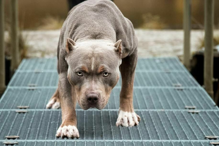 Raised as killers: pit bulls are recognized in the United States as the most dangerous dog breed