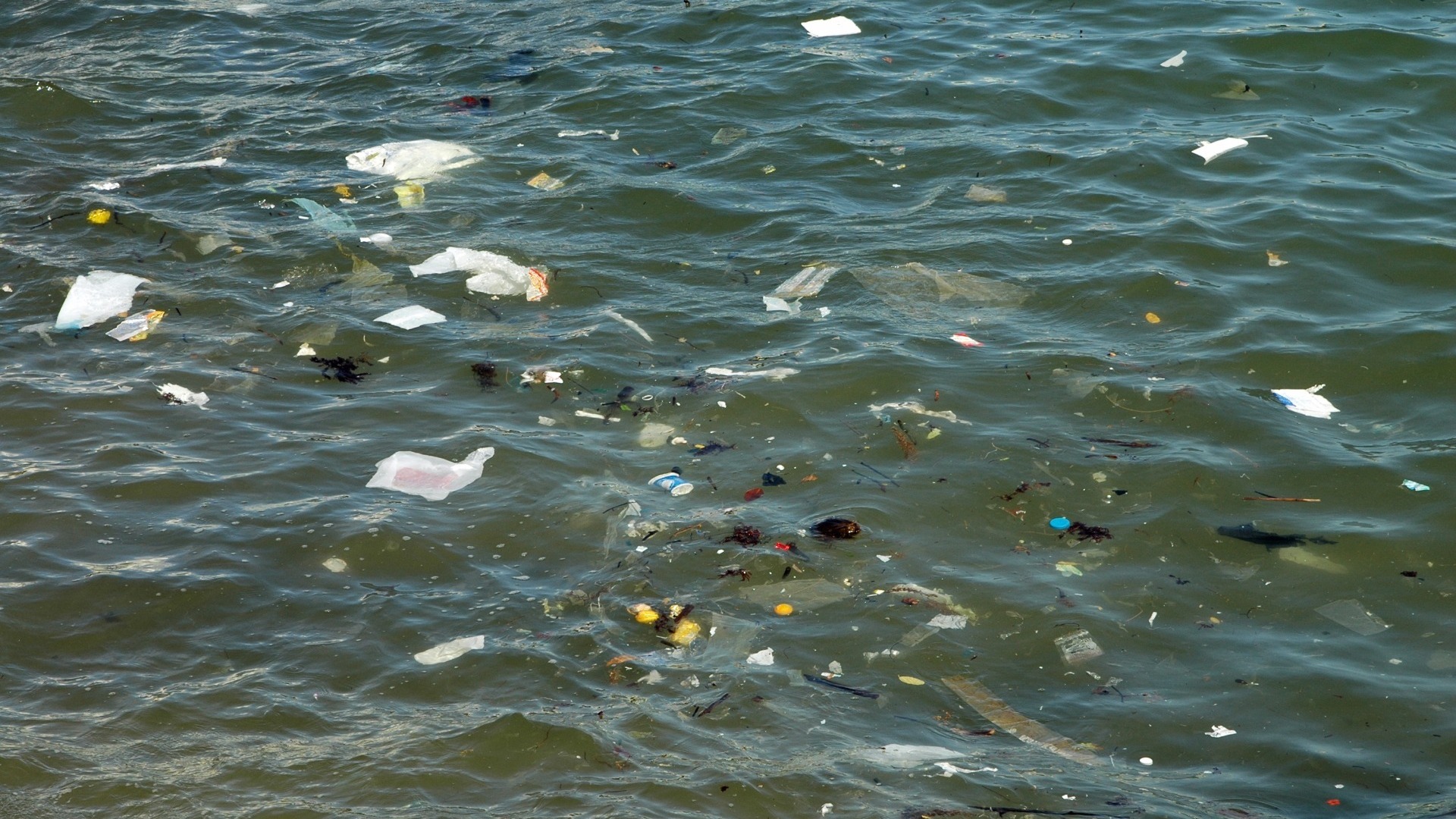 The Black Sea is in trouble: dangerous garbage from the Dnieper has already sailed to Abkhazia