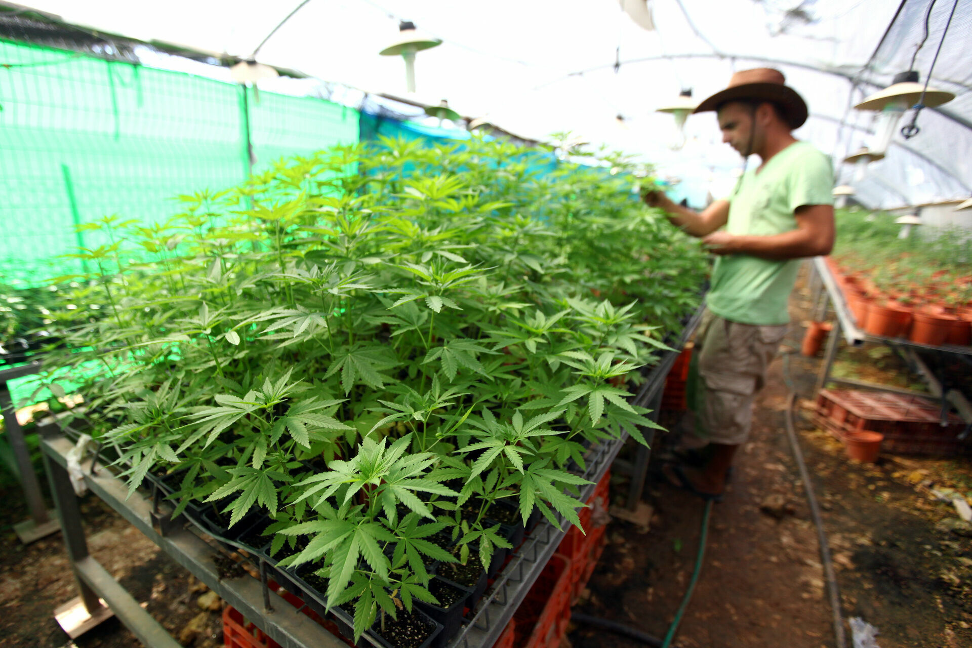 Thailand is the first in Asia to legalize the cultivation and consumption of marijuana
