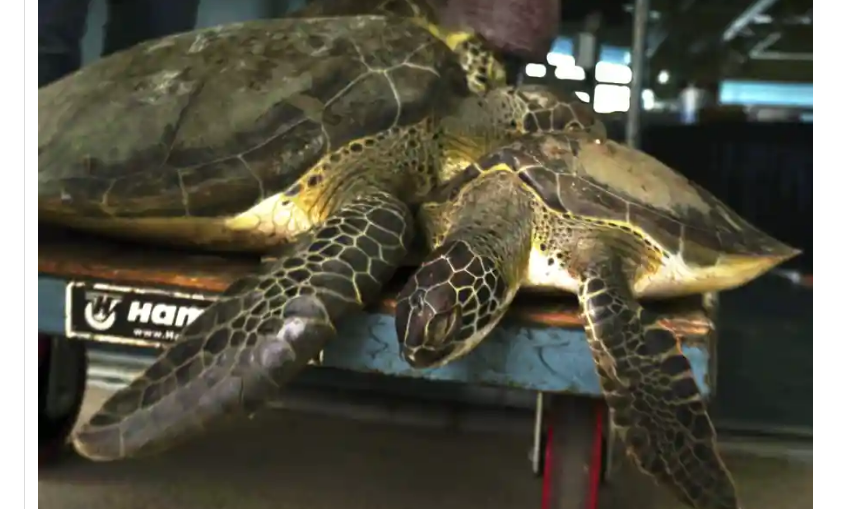 Texas residents rescue frozen sea turtles (VIDEO)