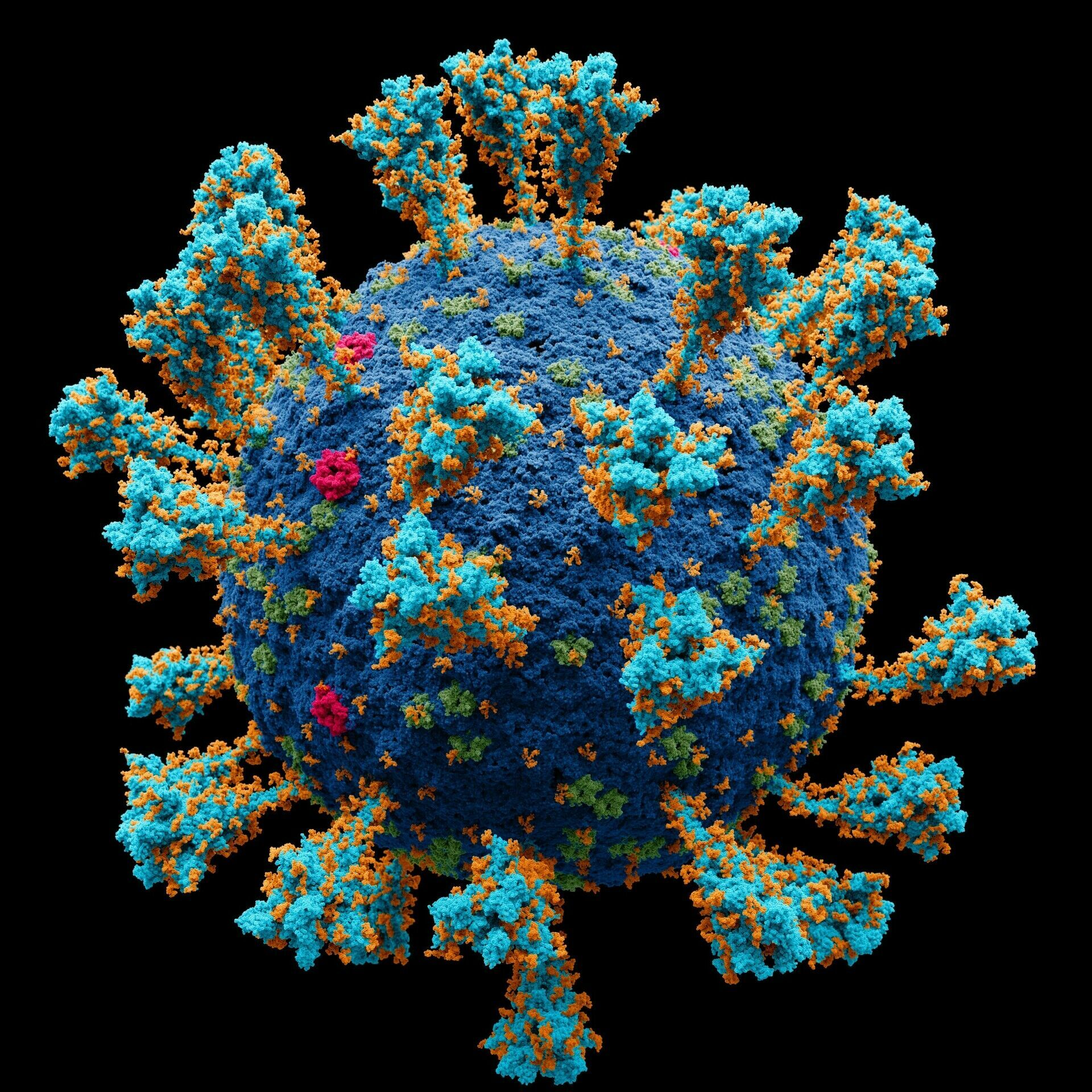 "Biological Enigma": mathematical modeling can overcome coronavirus