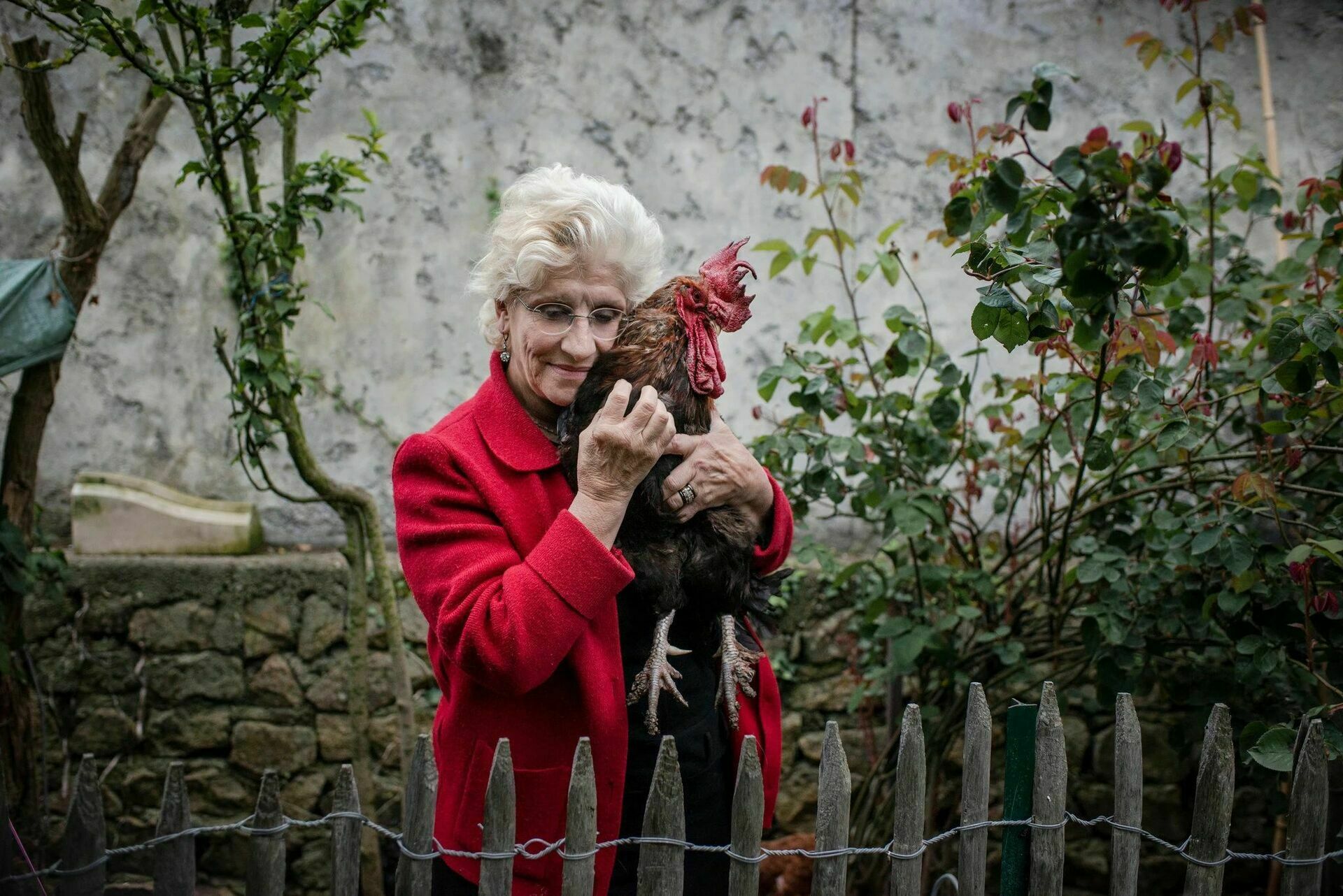 In France, the crowing of roosters and the smell of manure will be protected by a special law