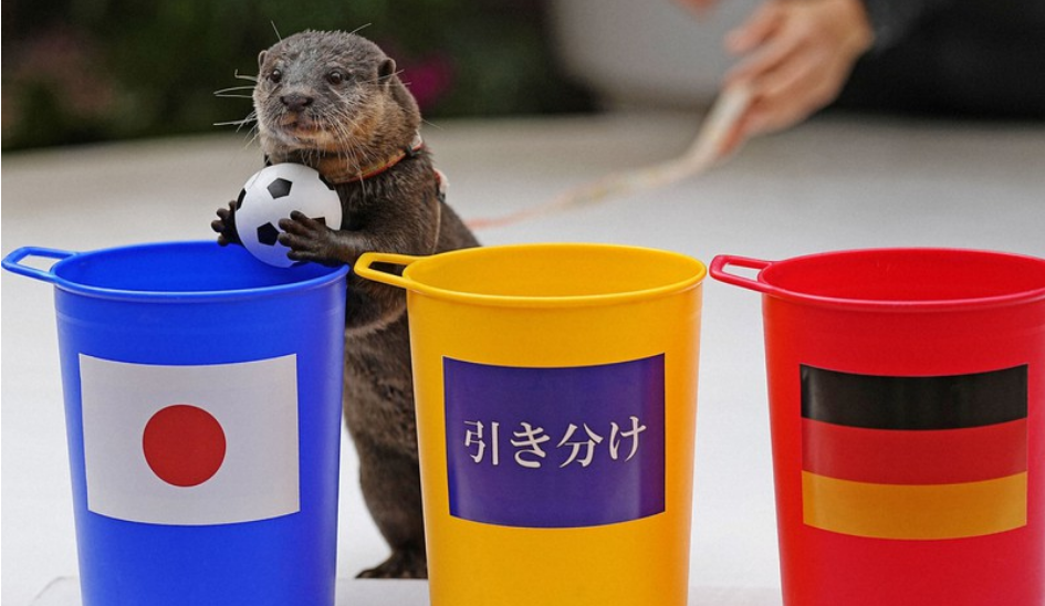 The oracle-otter has become a favorite pet in Japan after predicting victory over the Germans
