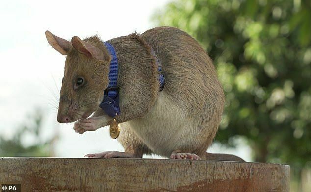Gold Medal Sapper Rat Magawa Dies in Cambodia
