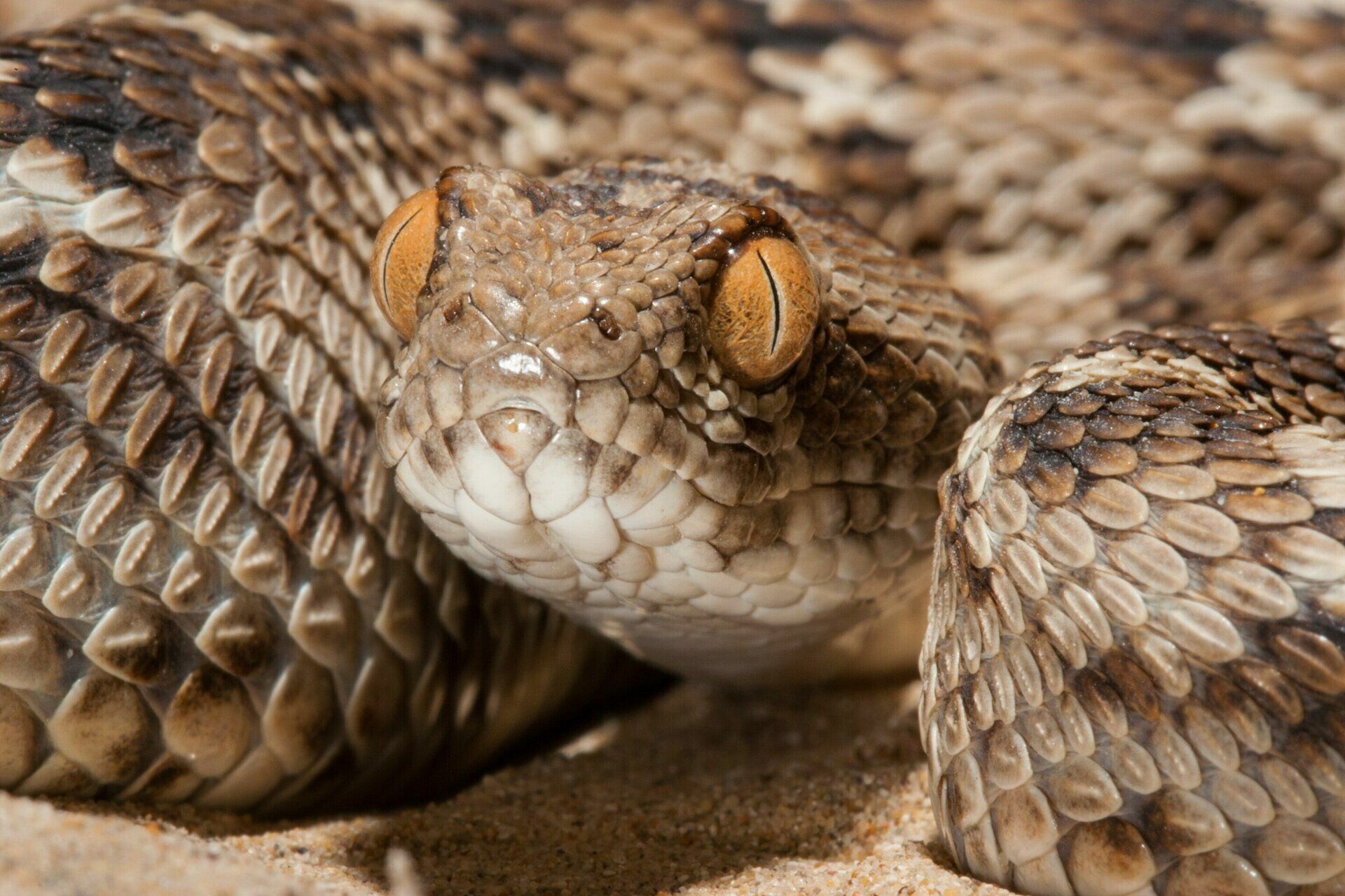 Scientists have found a pill that rescues from the snakebites