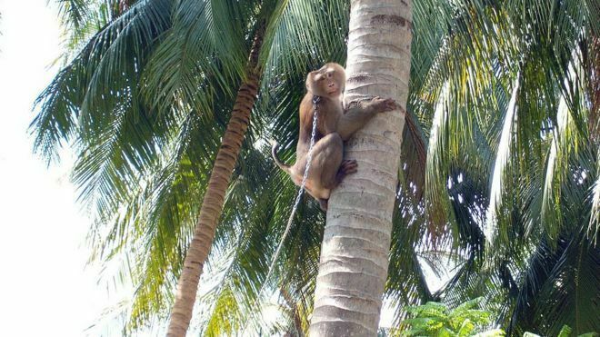 UK retailers stop buying coconuts collected by monkeys