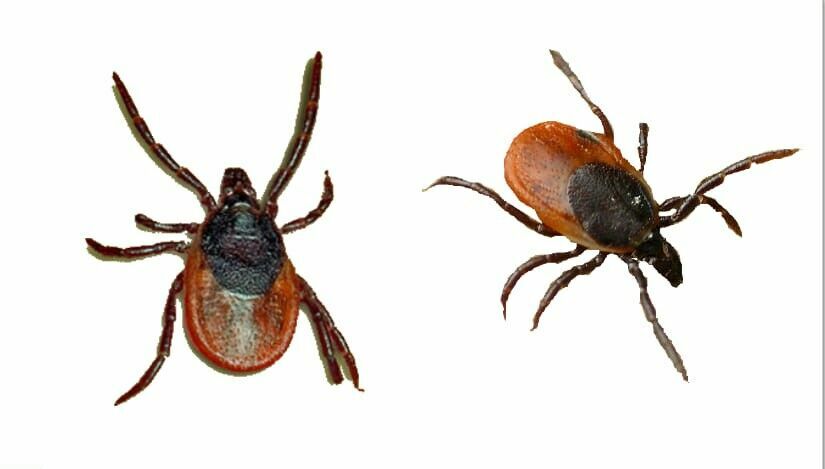 Life hack for the summer: what you need to do if you got bitten by a tick