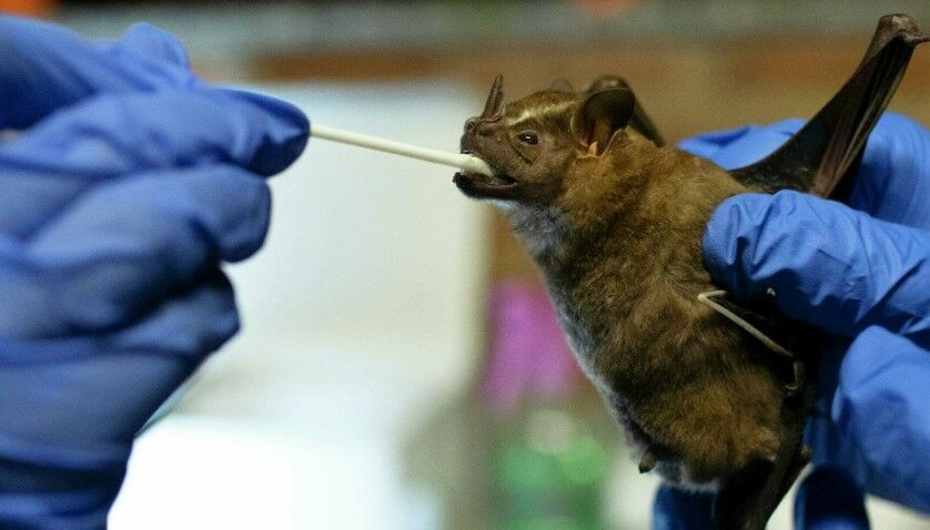 Wuhan scientists discover new coronavirus in bats