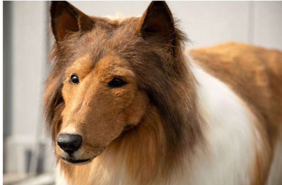 Japanese man who dreamed of turning into a dog bought a collie costume for $16,000
