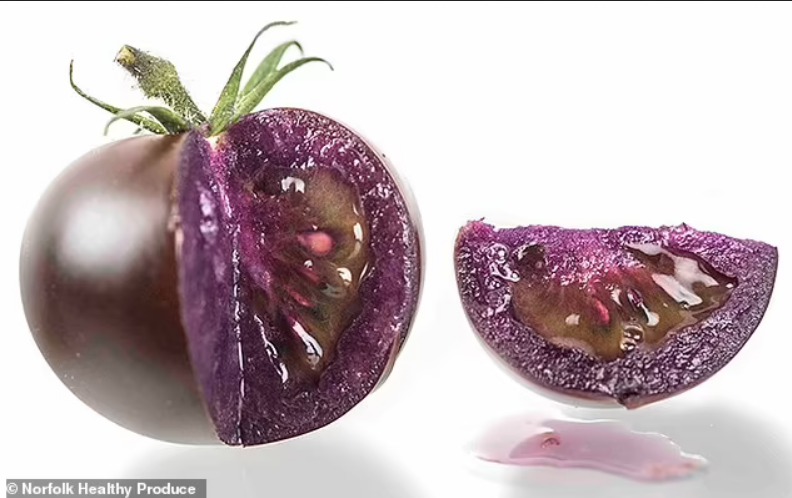 Plant breeders create GMO purple tomatoes with cancer-fighting properties