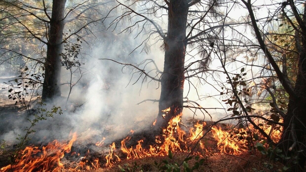 Extreme fire hazard level declared in Crimea