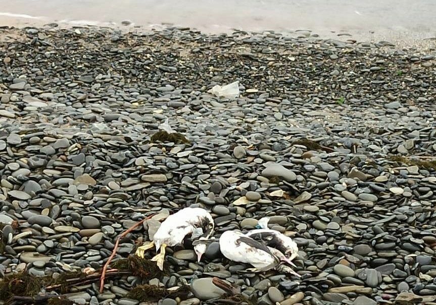Dozens of animal corpses found on the Black Sea coast