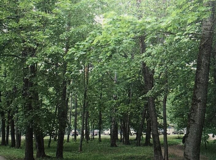 The Renovation Fund rubbed the eyes of Google and the defenders of the public garden in Losinoostrovsky District
