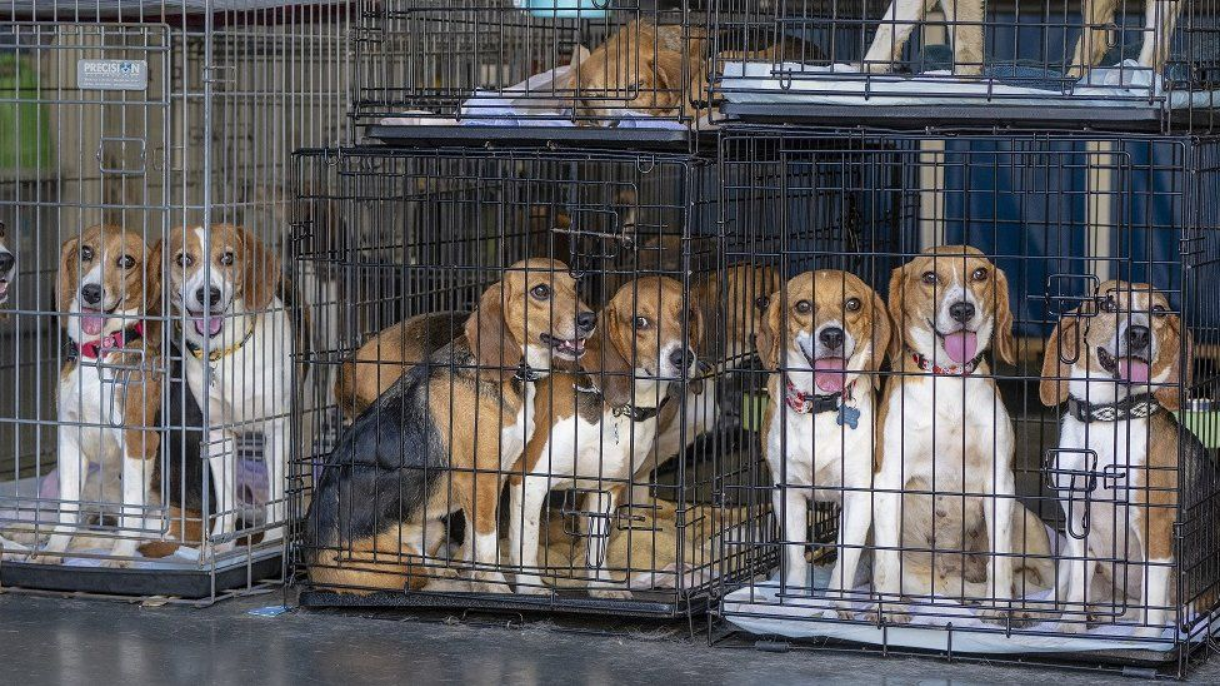 US releases 4,000 beagles raised for drug testing