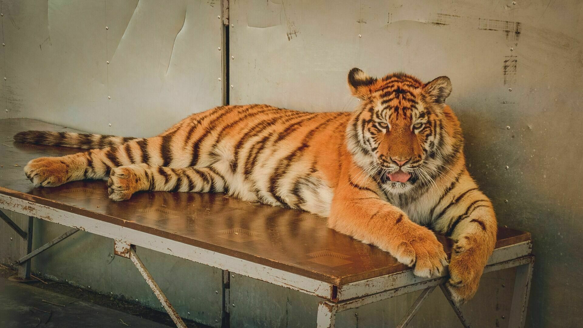 In the Khabarovsk Territory, a tiger killed a hunter