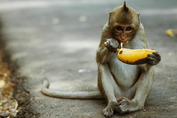 Zapashny: problems with bananas are unlikely to affect elephants and monkeys in Russia