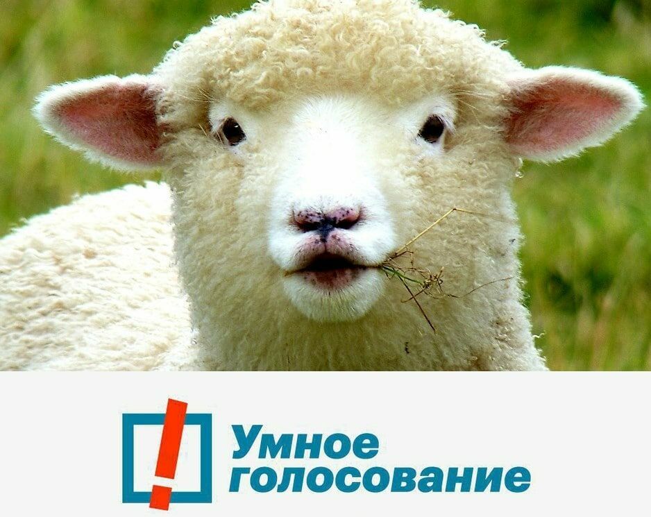 Gogol never dreamed of this! How sheep wool is fighting against the Smart Voting system