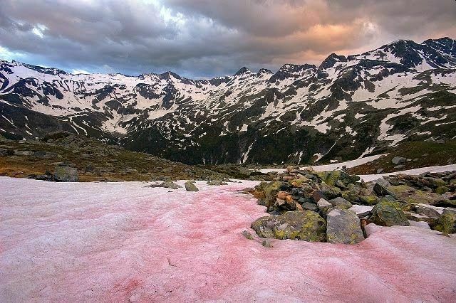 Bloody tears of glaciers: why the snow in the mountains turns red