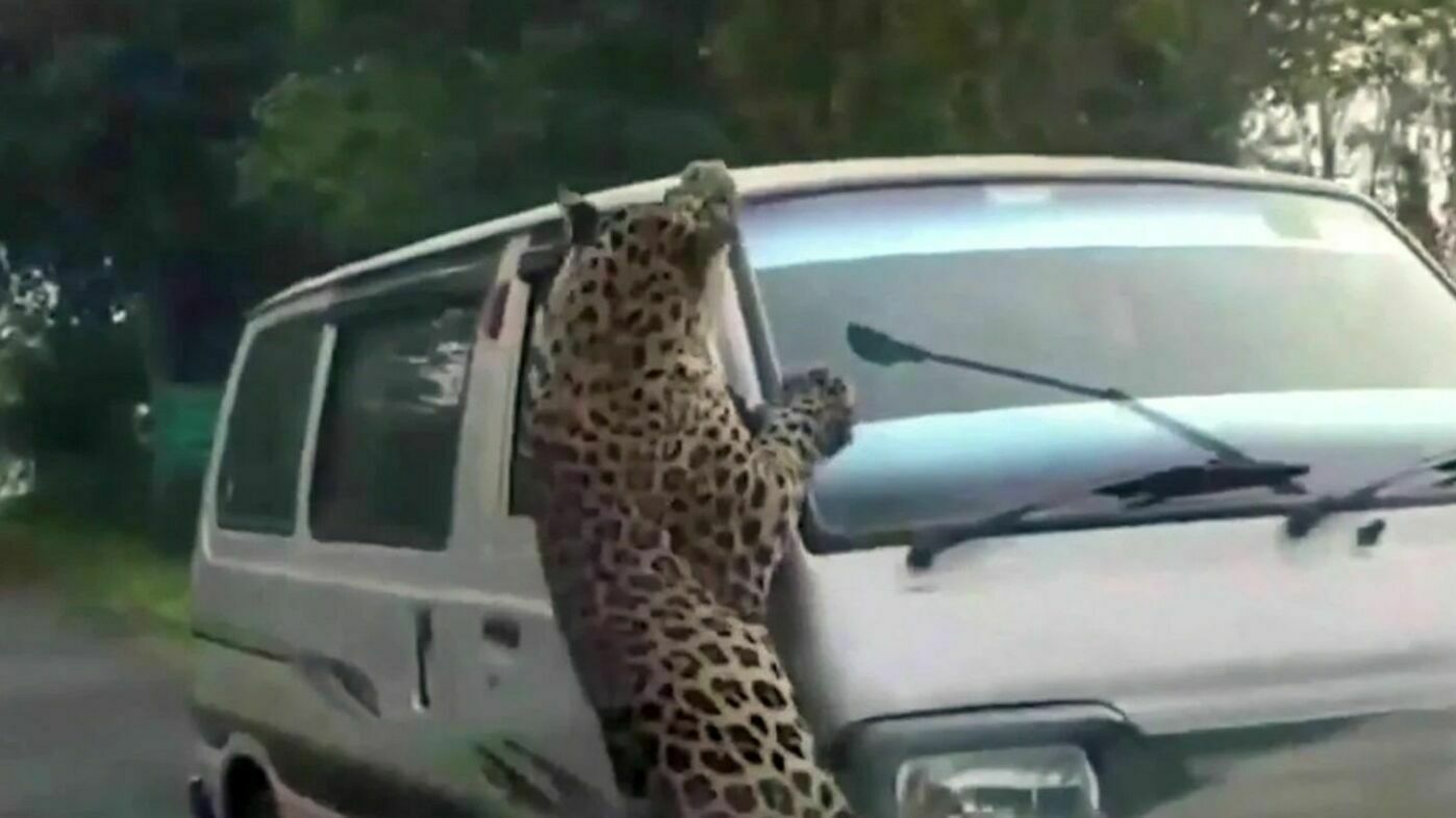 At least 15 people were injured in a series of leopard attacks in India (VIDEO)