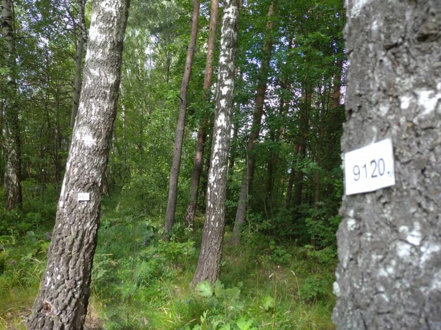 Судя по "черным меткам",  кто-то планировал уничтожить не 4155 деревьев, а более 9-ти тысяч (фото сделано "НИ" в конце июля 2020 года) 