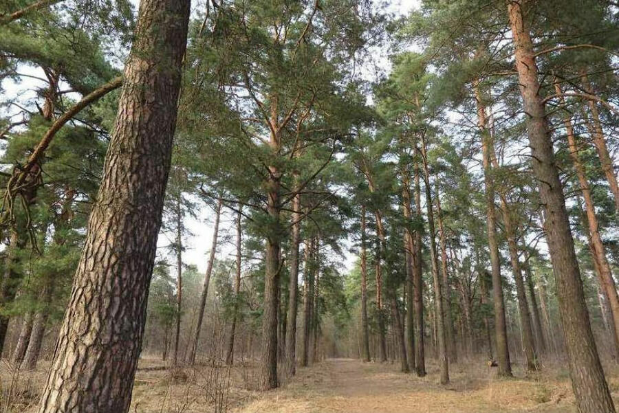 According to a new project, these age-old trees in Sukhanovo are to be cut down.