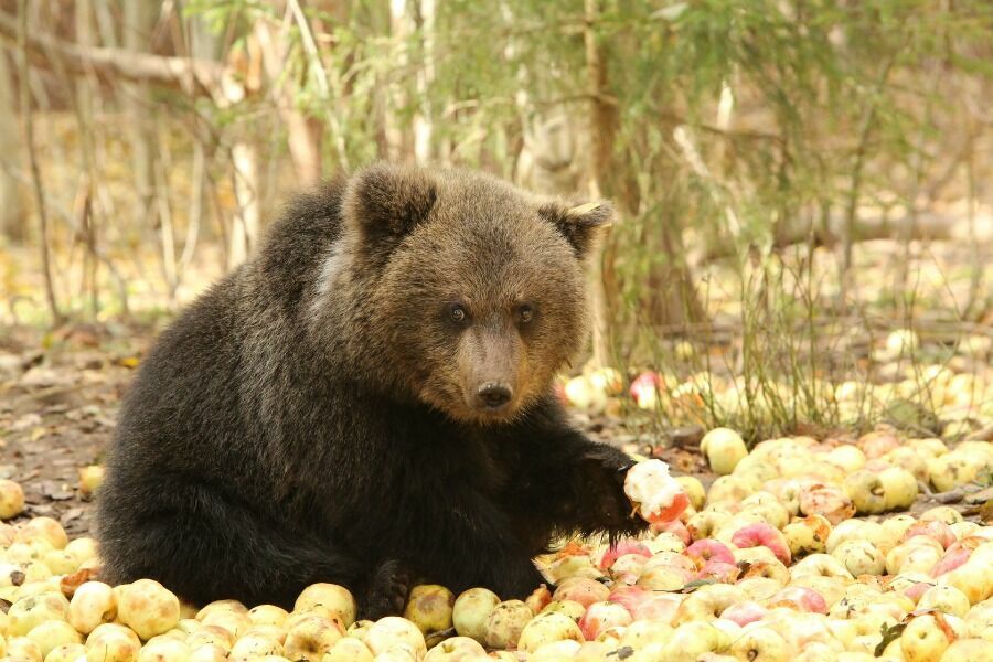 By 8-10 months, orphaned bears are ready for an independent life in the forest, but only if they were adapted to it.