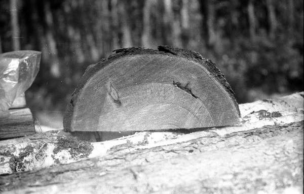 Следы биоблемы: по годовым кольцам дерева установлено, что это щелевое повреждение ствола относится к году падения Тунгусского метеорита (фото А.Е.Злобин, 1988 год)