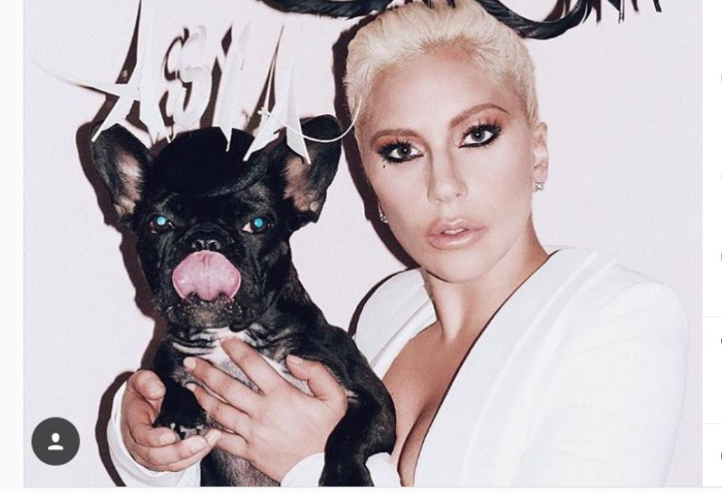 Lady Gaga promised half a million dollars to the one who will return her stolen bulldogs
