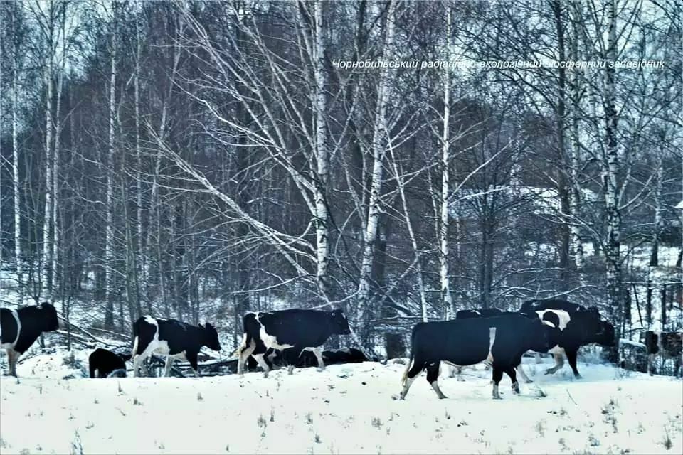 Feral cows in Chernobyl began to live according to the laws of their ancestors. And they feel great!