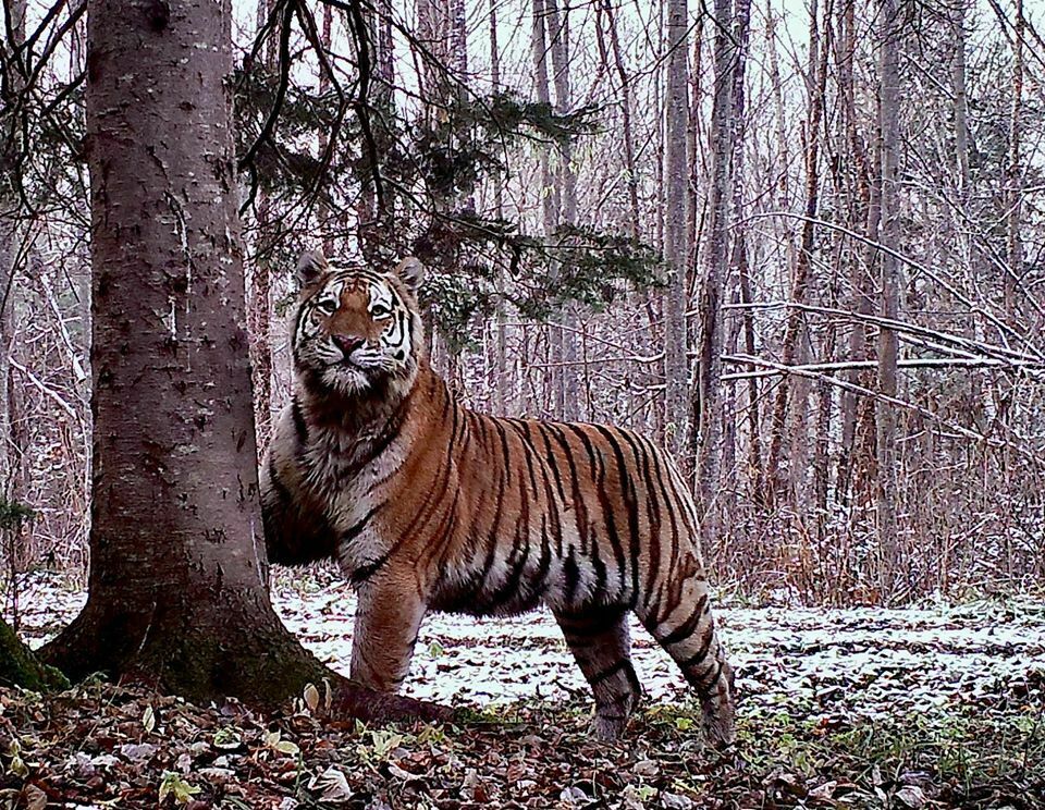 Gold VS tigers: predator population at Khabarovsk Territory is under the threat of extinction