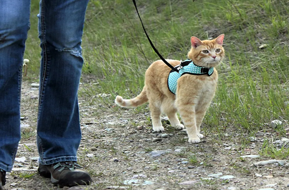 "Fresh air is healthy": a groomer advises how to accustom a cat to walks