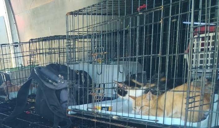 Four-legged refugees: how Donetsk cats and dogs appeared in St. Petersburg
