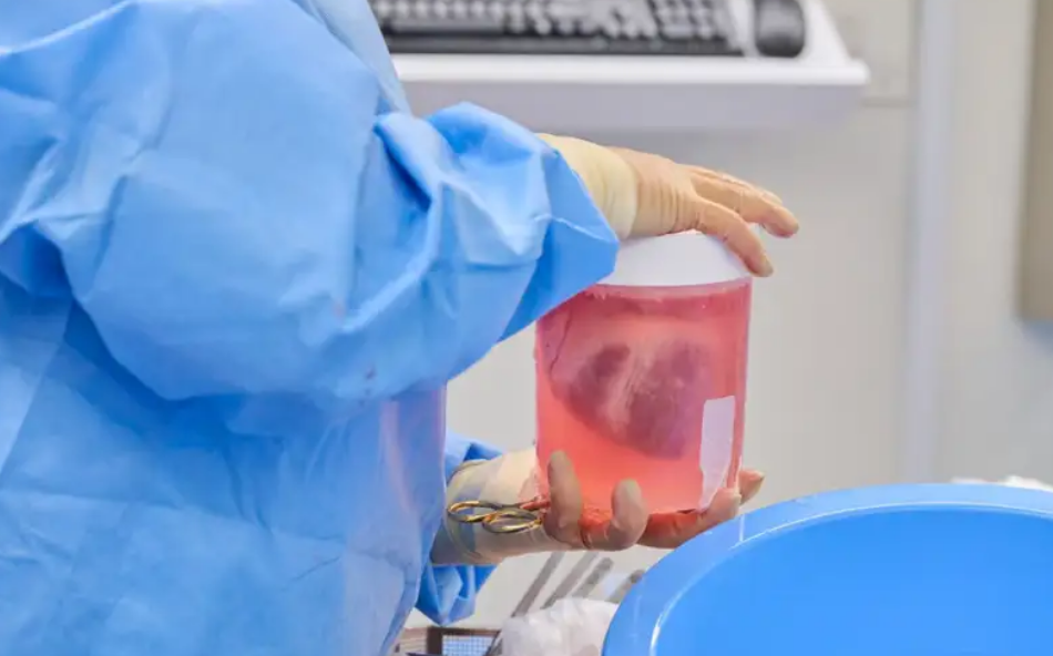 Surgeons have successfully transplanted modified pig hearts into humans. Until the dead