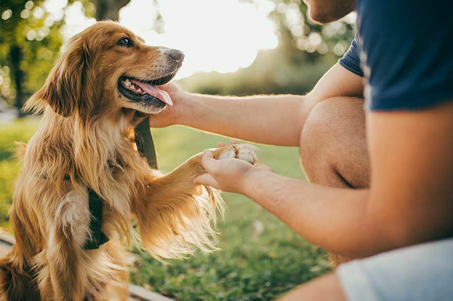 Poll: half of dog owners prefer their company to communication with people
