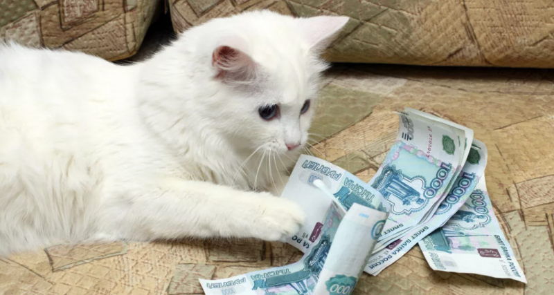 And here are new extortions: how will the law on pets turn out for Russians