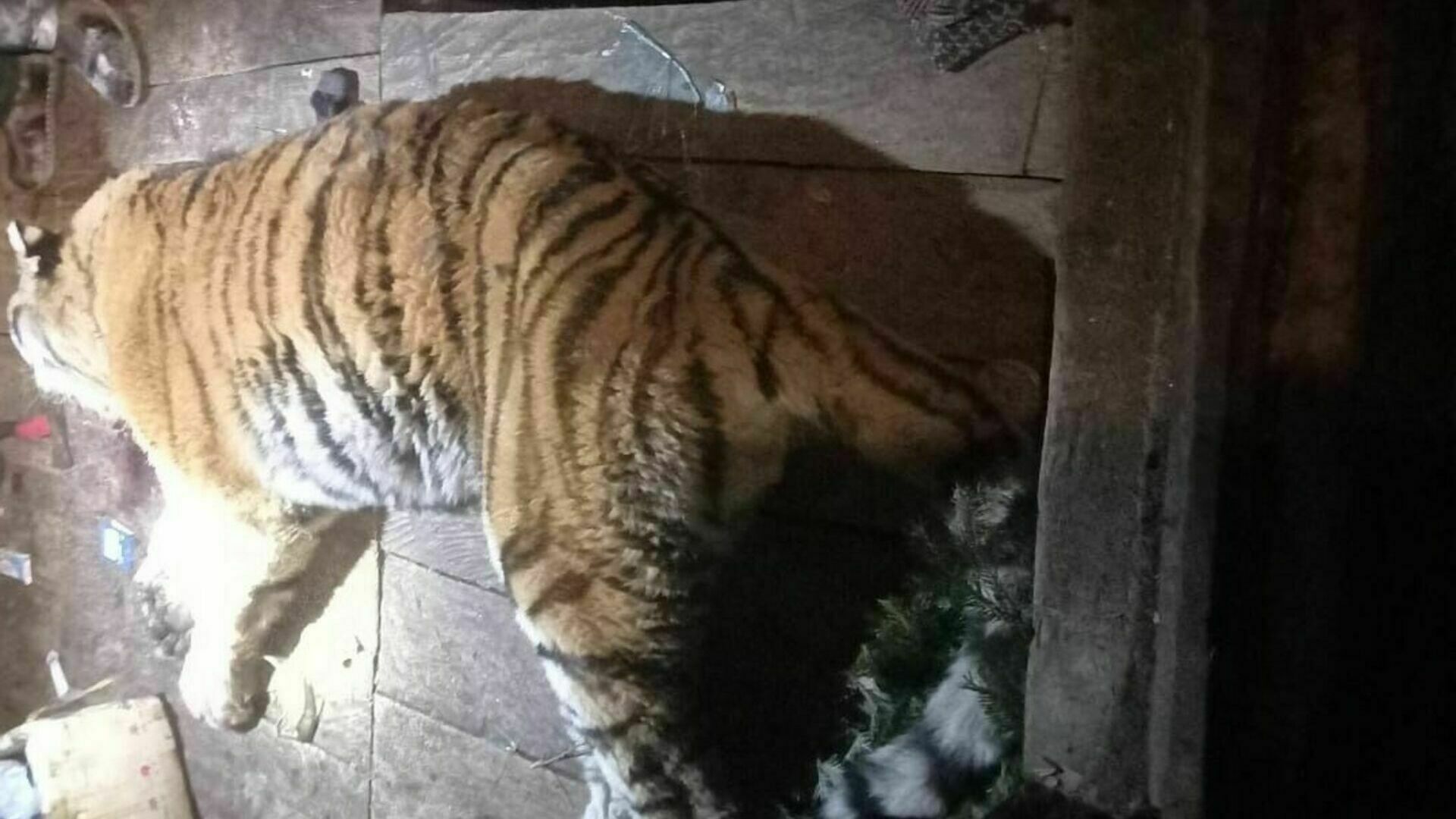 In the Khabarovsk Territory, a tiger broke into a hut, attacked three hunters and killed one