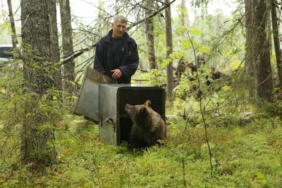 Bear Shelter Graduate Goes Into Adulthood.