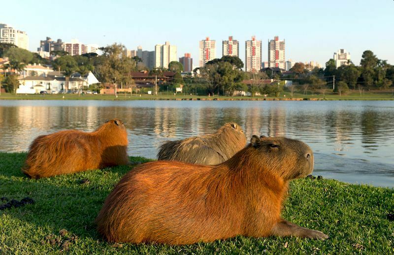 The largest rodents in the world take over the elite area of Buenos Aires