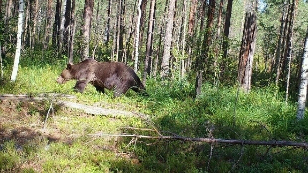 A Moscow tourist died in a bear attack in the Ergaki park in Krasnoyarsk