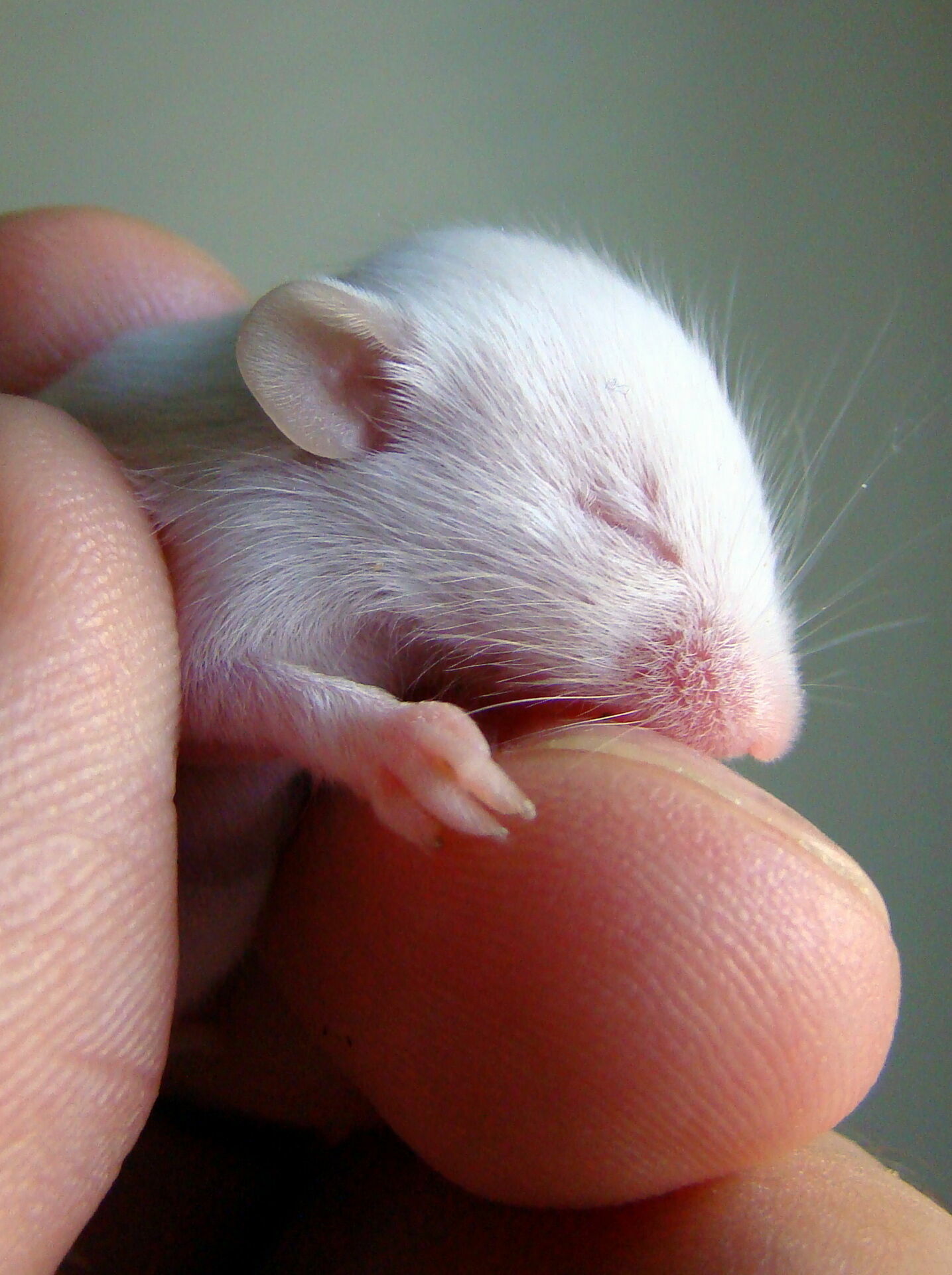 American scientists have grown a mouse with a beating heart from the stem cells