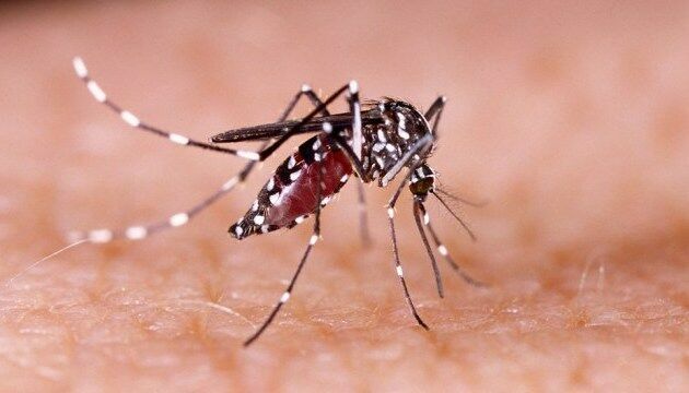 Abnormal heat brings West Nile fever to European Russia