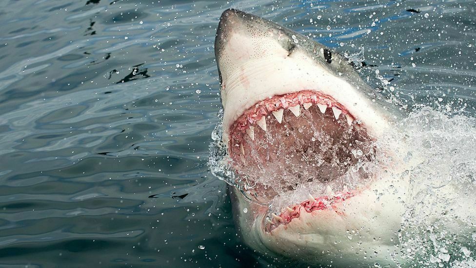 Why sharks attack people: a hypothesis of Australian scientists