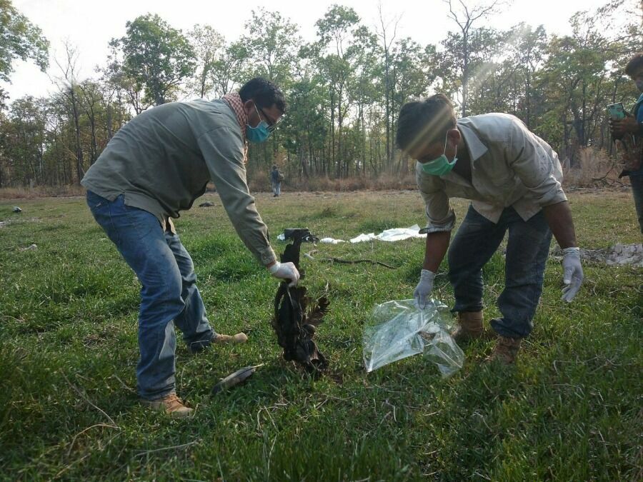 Камбоджа, недатированное фото: местные рейнджеры утилизируют останки гигантского ибиса. В апреле 2020 года Общество сохранения диких животных сообщило об отравлении трех находящихся под угрозой исчезновения гигантских ибисов 