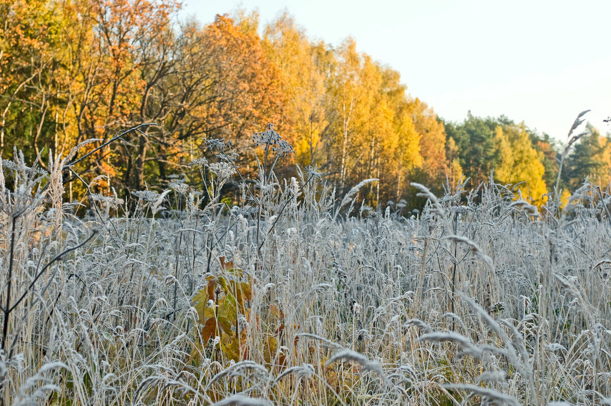 The hydrometeorological center warned of frosts