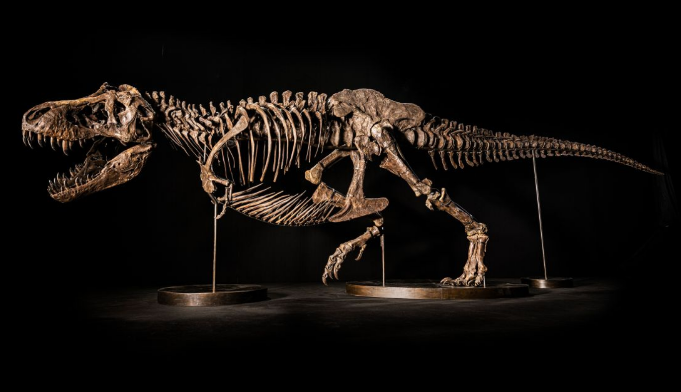 The original or a fake? Christie's removes suspicious tyrannosaurus rex skeleton from auction